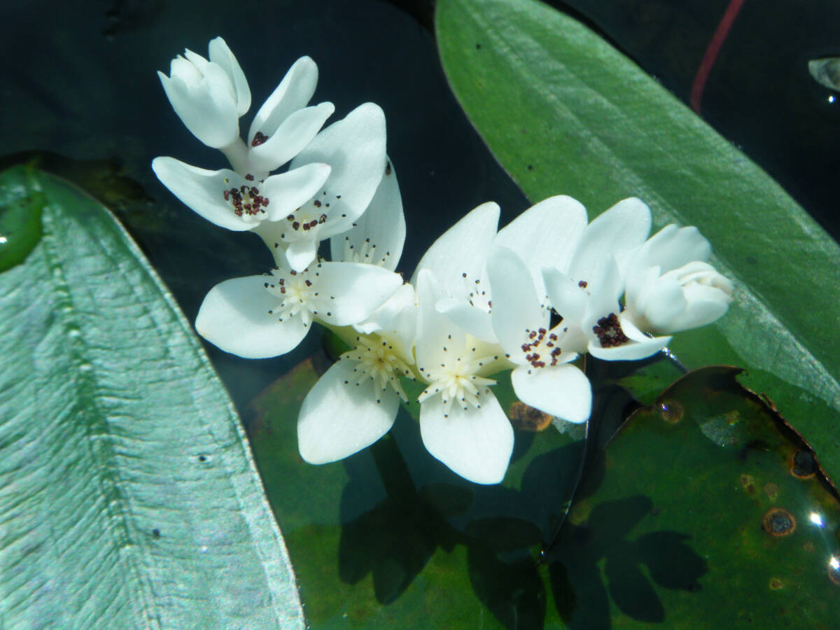 【開田屋水園】ミズサンザシ(浮葉植物)苗(メダカ / ビオトープ / スイレン / 冬用)拍卖