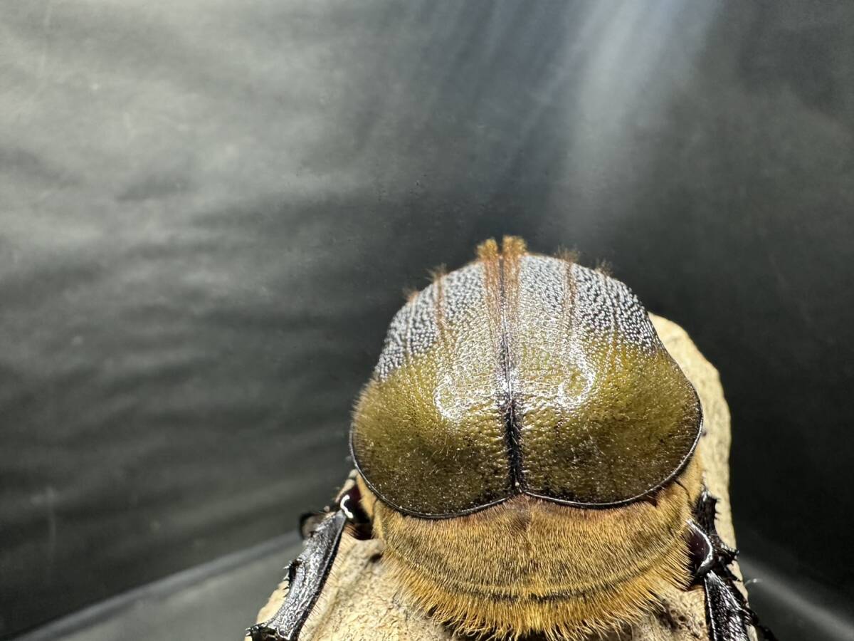 ヘラクレス オキシデンタリス ♀70.5mm 黒点無し拍卖