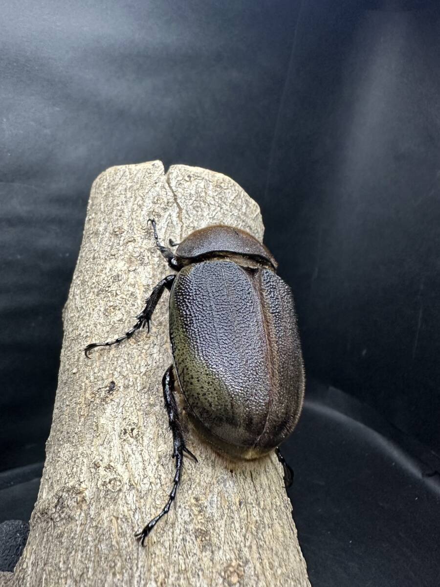 【TS beetle】DH ヘラクレス Vol.3-OF136G-AMX-OH インブリード 68.0mm 超良血拍卖