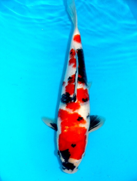 五段模様の質の良い鯉!! 昭和三色 33,5センチ 2歳 鮪鯉養魚場産拍卖