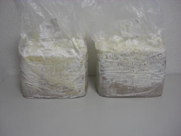 ★★★早い物勝ち!菌糸ブロック増量タイプ(アウトレット品)2個★★★拍卖