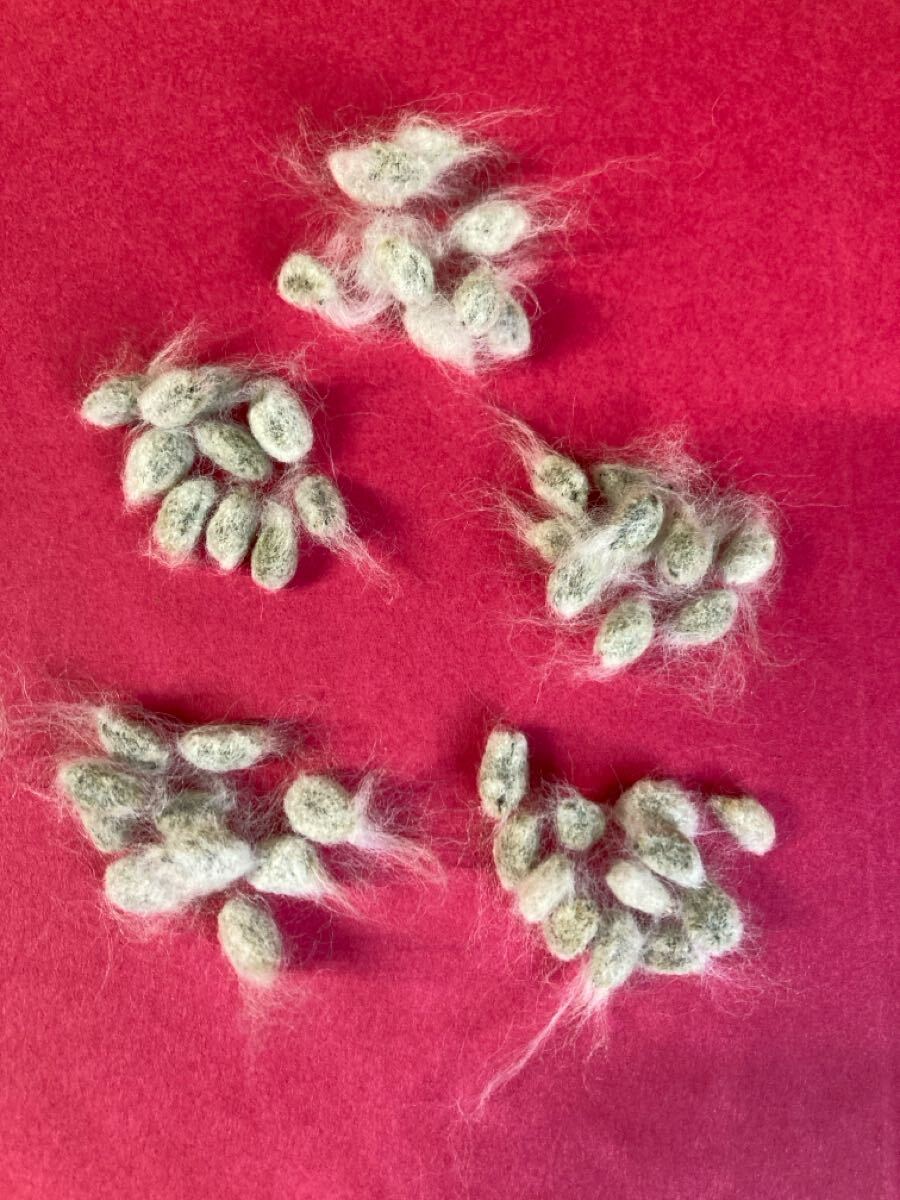 ワタのタネ 50粒 2025年9月収穫 綿花 種子 コットンボール (栽培期間中農薬 化学肥料不使用) pure cotton flower seeds harvested in 2025拍卖