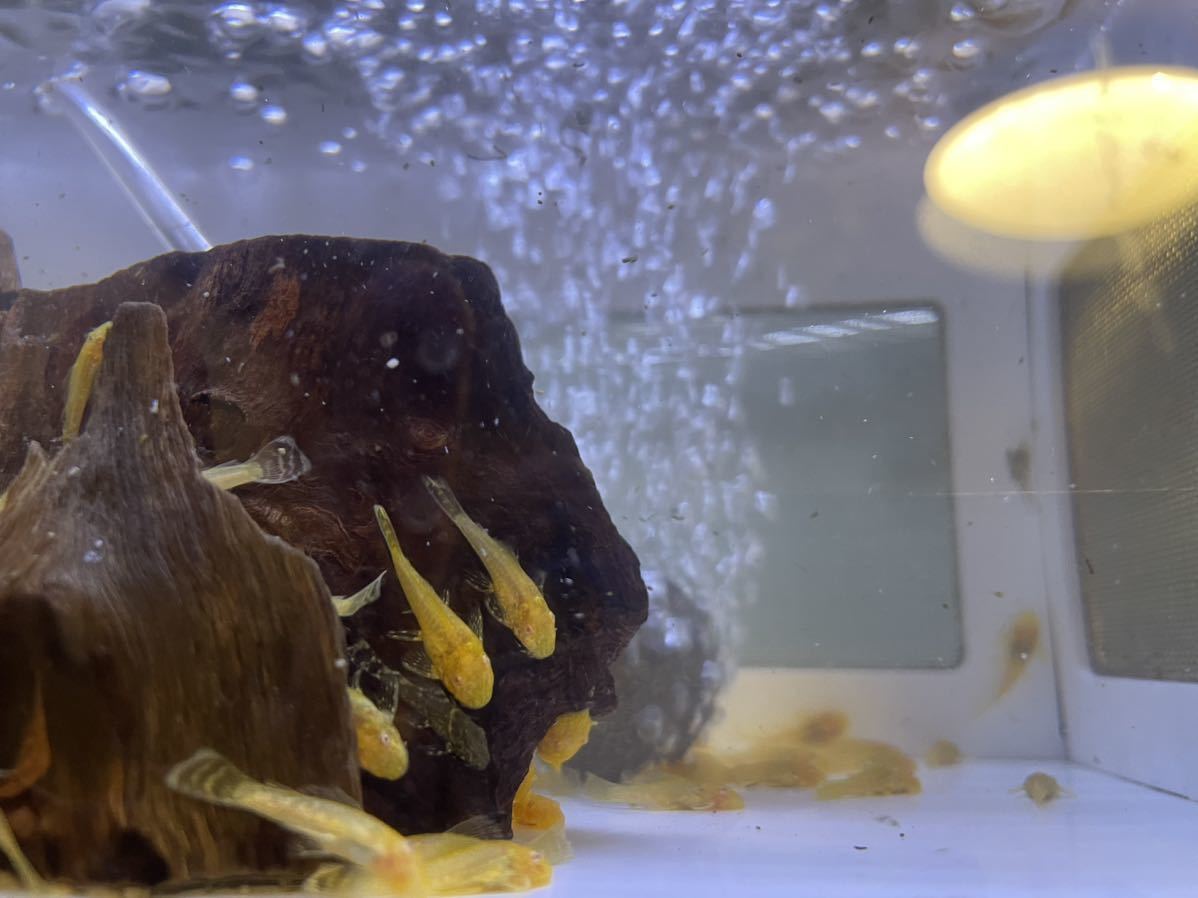 アルビノミニブッシープレコ 5匹 小型プレコの定番種!拍卖