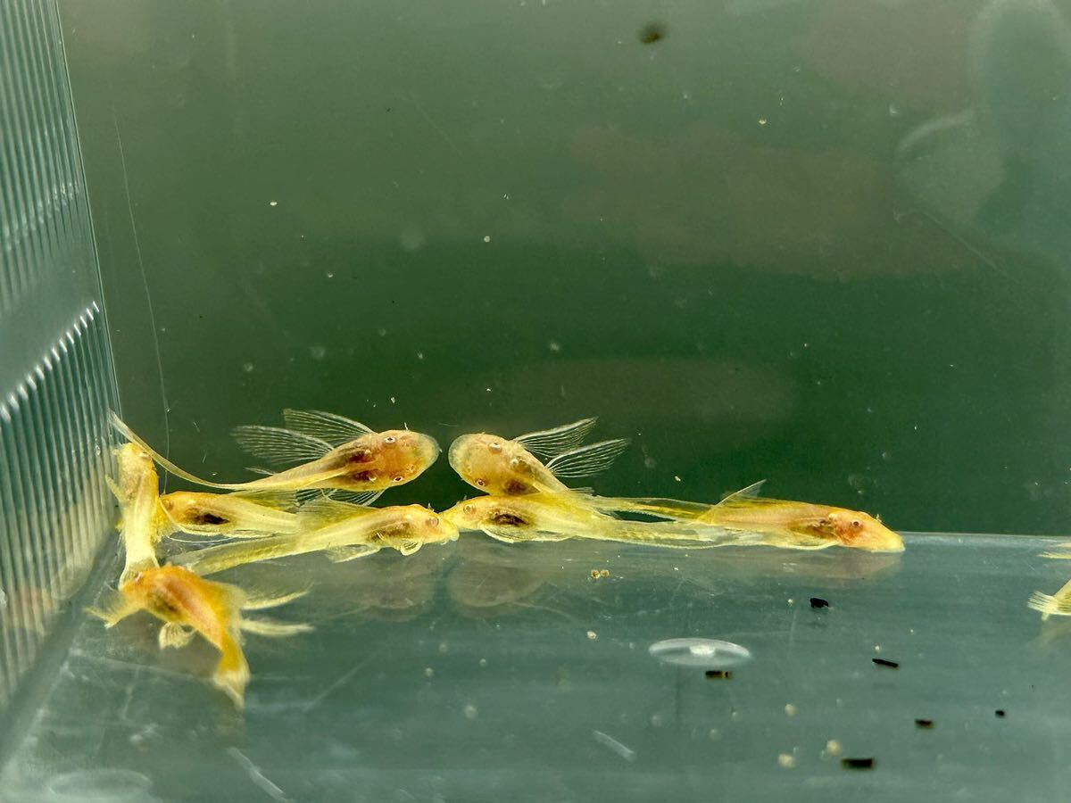 ロングフィンアルビノブッシープレコ 約2~4cm程度10匹セット拍卖