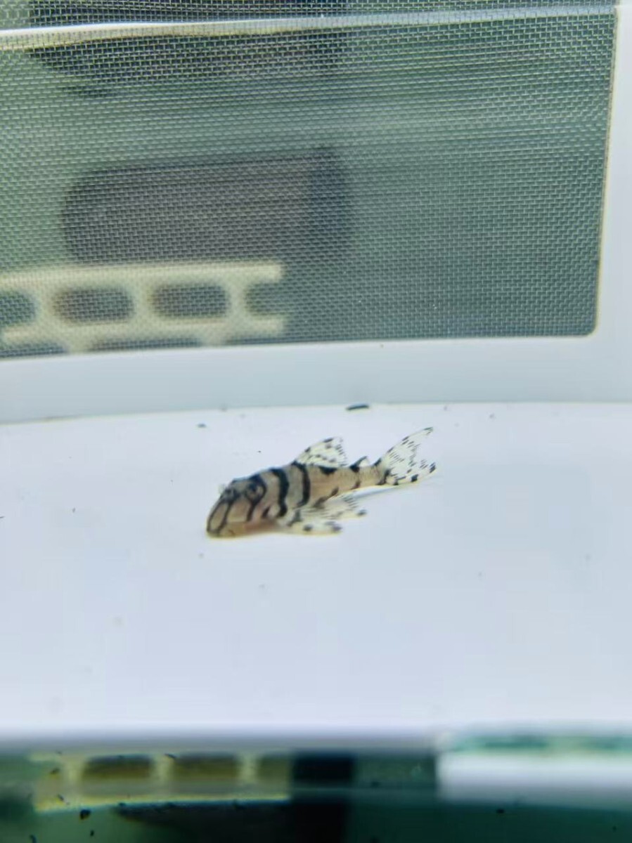 スーパーL-236S 約40~45mm-1匹リアル個体#BWY佰万AQUA!番#1拍卖