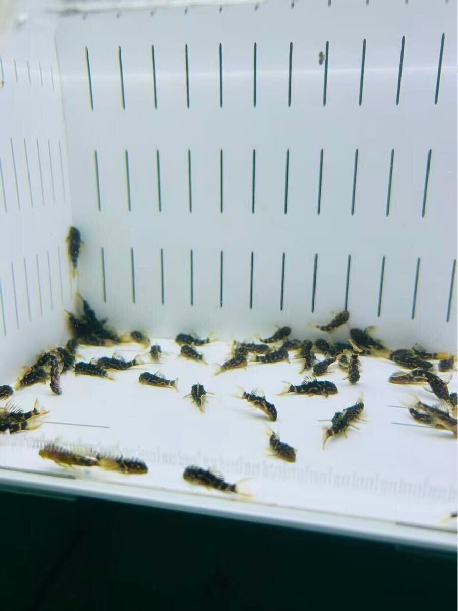 スーパーオレンジフィンレオパードトリムプレコ 生体30mm± *1匹セット BWY佰萬AQUA 日本ブリード個体拍卖