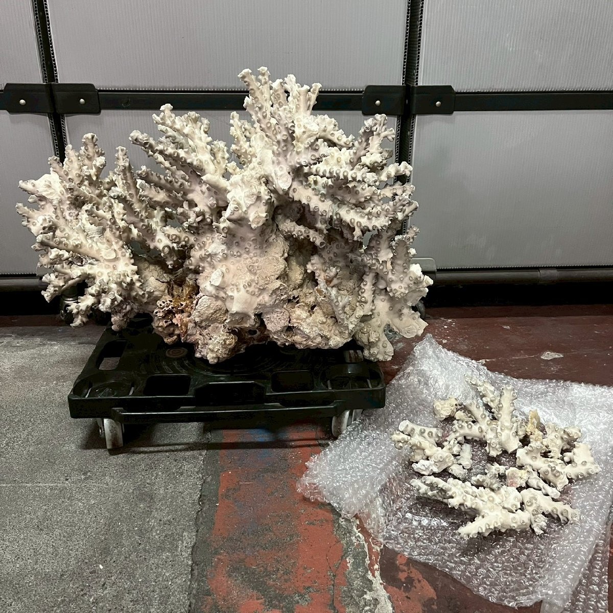 CV1006-14-3 直接引き取り歓迎 珊瑚 サンゴ 大型 白珊瑚 アクアリウム オブジェ 天然石 置物 高さ30㎝ 横幅57㎝ 奥行40㎝ 160サイズ拍卖