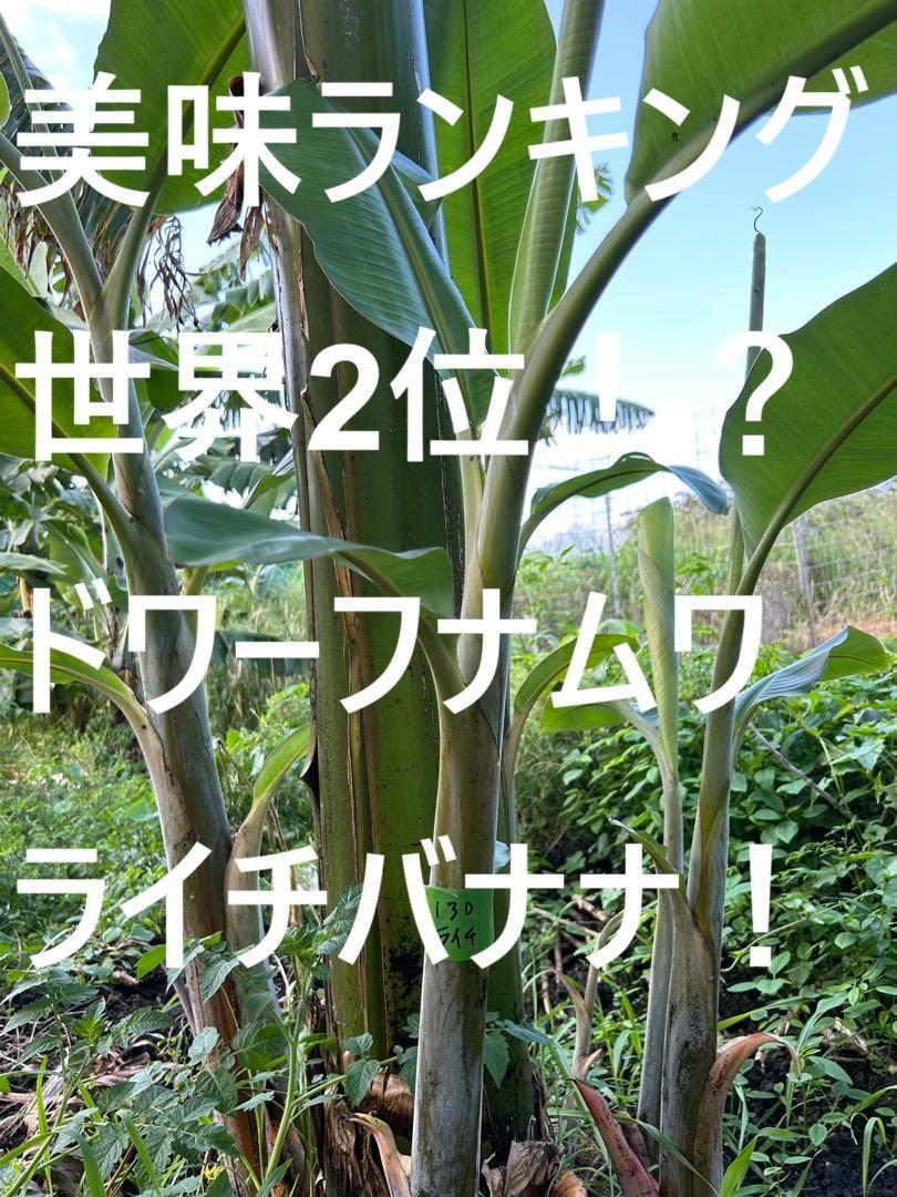 大苗=100㎝◆耐寒性強、バナナ◆世界で2番目に美味と記事あり◆ナムワ・ライチバナナ◆食味優秀AAA・家庭菜園副業にも 送料無料 低木拍卖