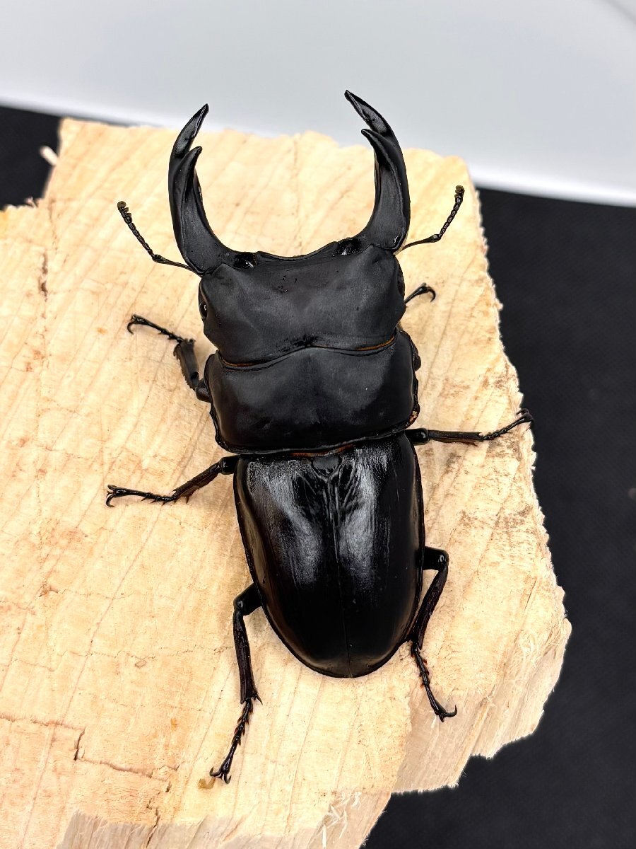 【ante】 ♂86.2mm (YG2412ライン) ♀55.5mmB (YG2403ライン) 能勢YG血統ペア 国産オオクワガタ拍卖