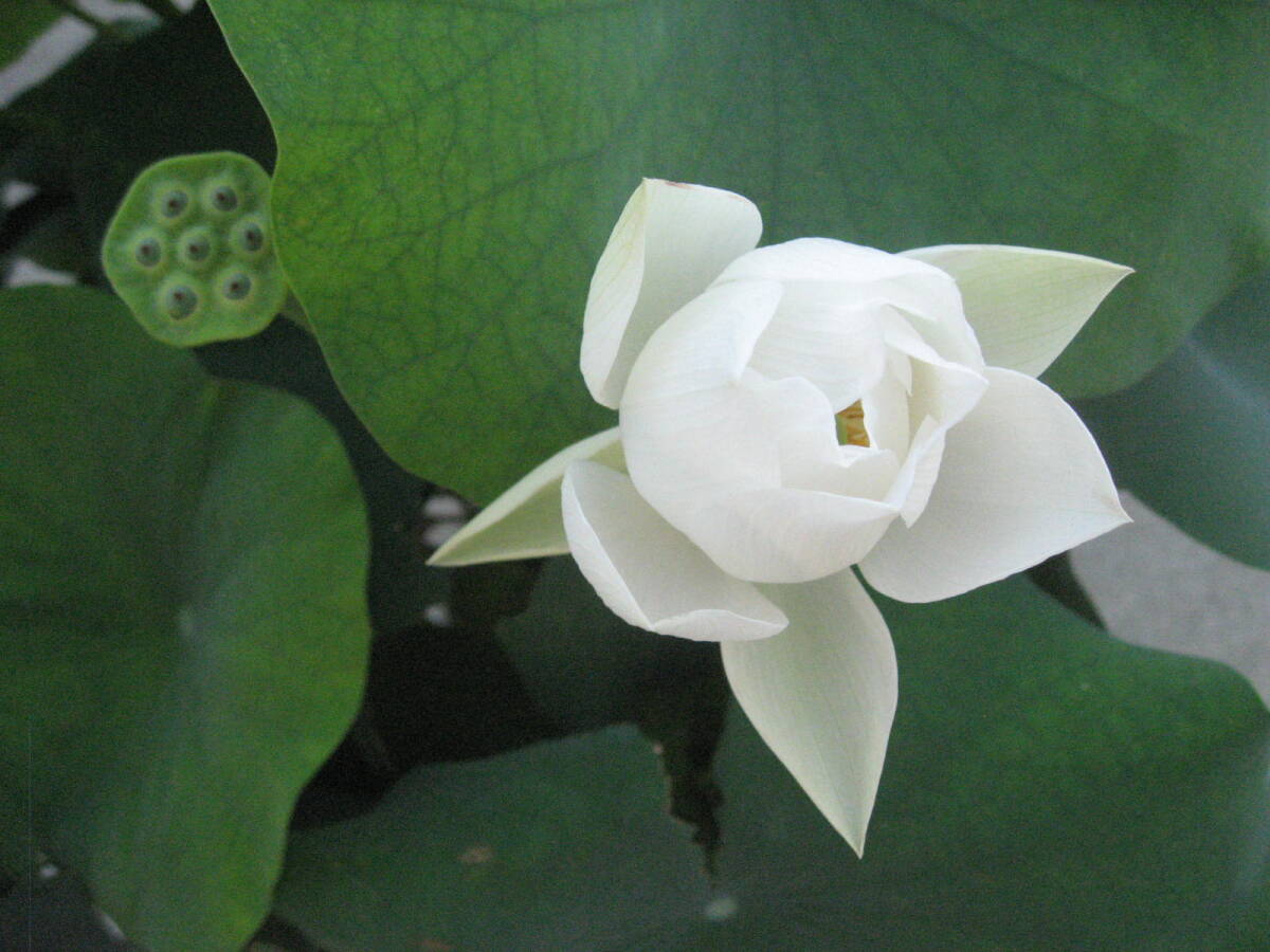 ハス 蓮 種5ヶ 茶碗ハス 素碗 スワン 小型種 爪白 白色 一重咲き 清楚 浄土の華 送料無料拍卖