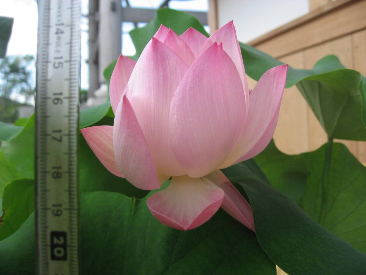 ハス 蓮 茶碗ハス 火花(ひばな) 種5ヶ 小型種 爪紅 紅色 一重咲き 送料無料拍卖