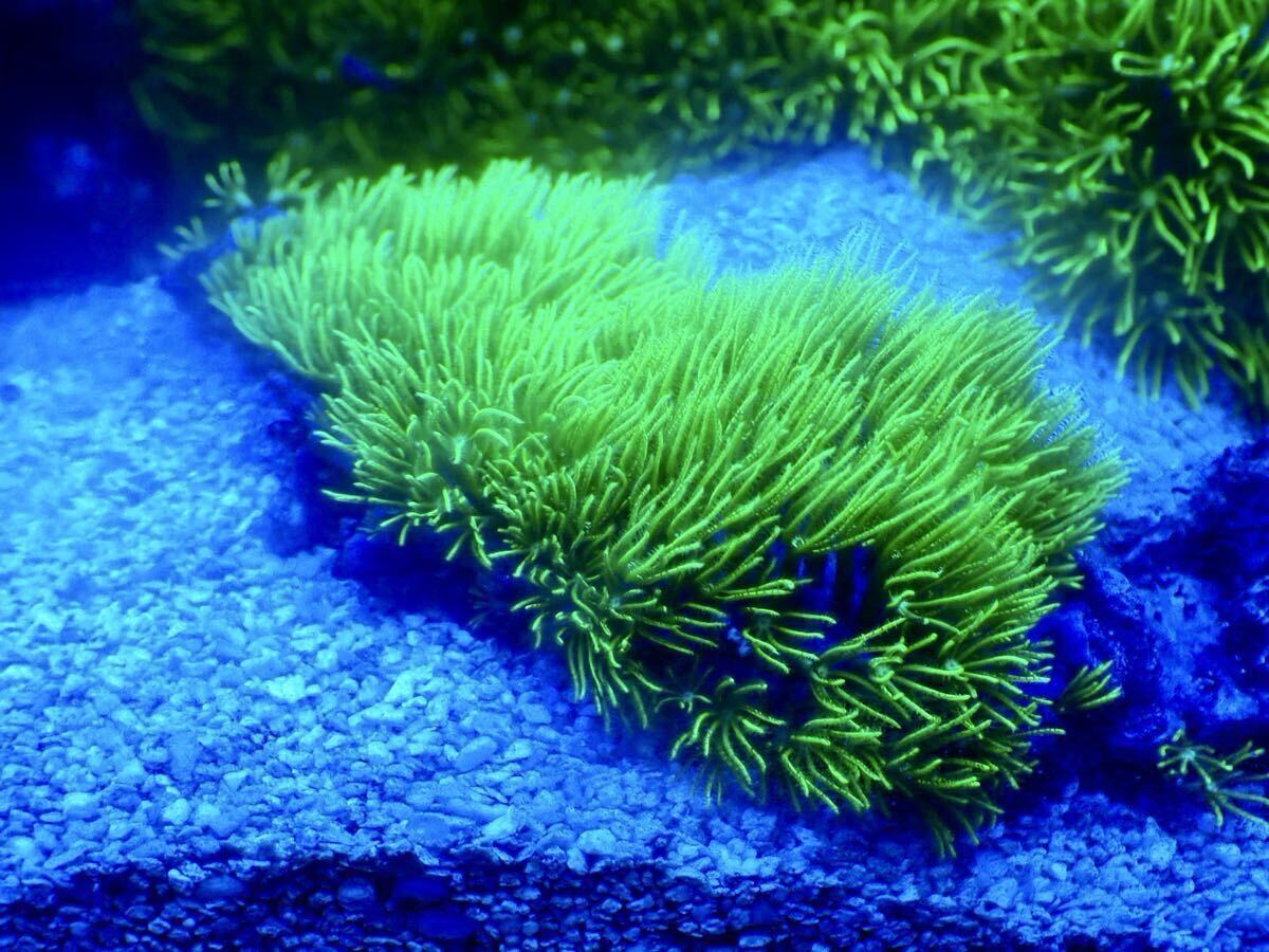 スターポリプスーパーメタリックグリーン拍卖