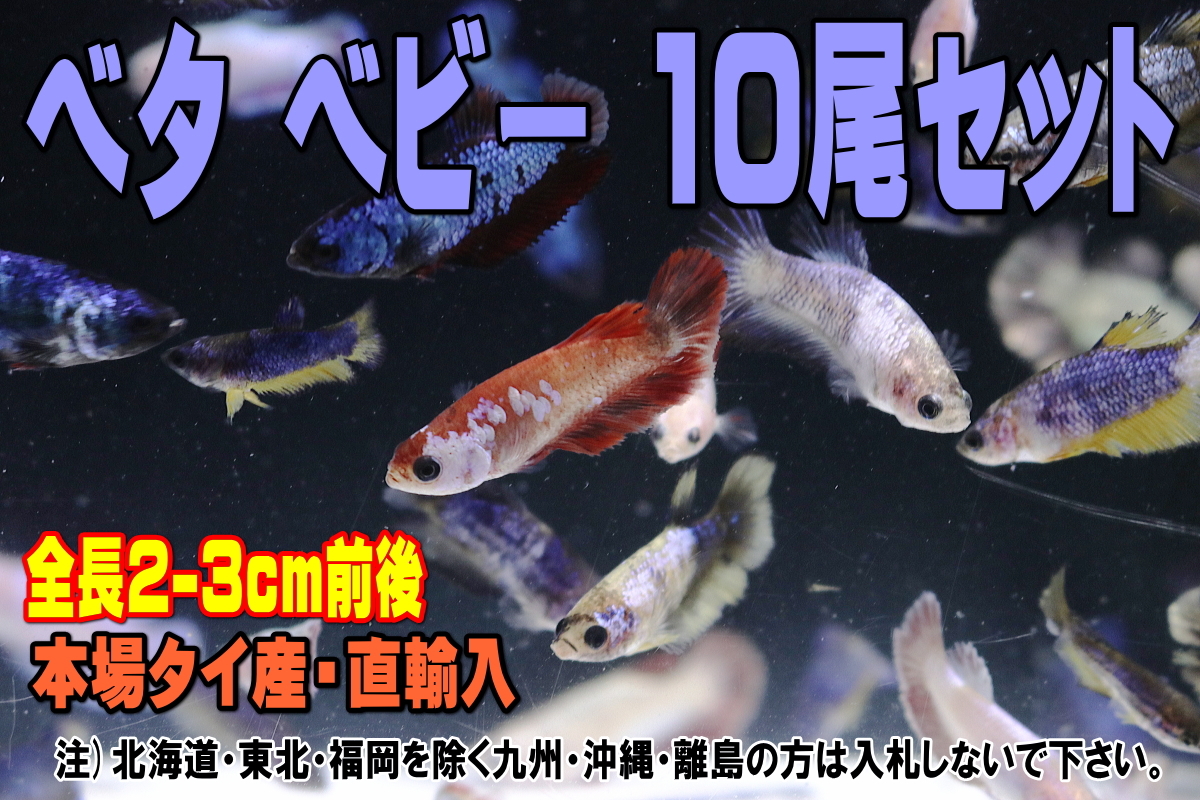 ベタ ベビー 10尾セット★全長2~3cm前後・本場タイ産直輸入・主に雌です・適格請求書発行可能【お届け地域制限有】100拍卖
