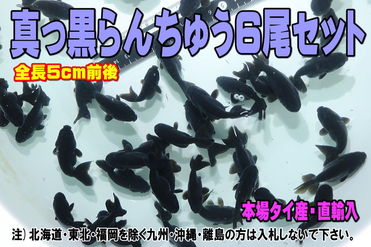 真っ黒らんちゅう 6尾セット★全長5cm前後・本場タイ産・直輸入・クロラン・ランチュウ・適格請求書発行可能【お届け地域制限有】100拍卖
