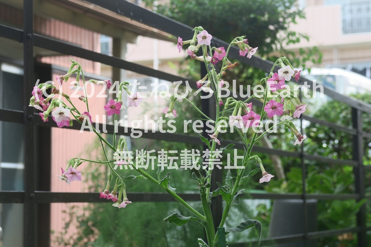 ニコチアナ、煙草、種子、ムタビリス|アマゾンには一切出品していません|第四種郵便で発送拍卖