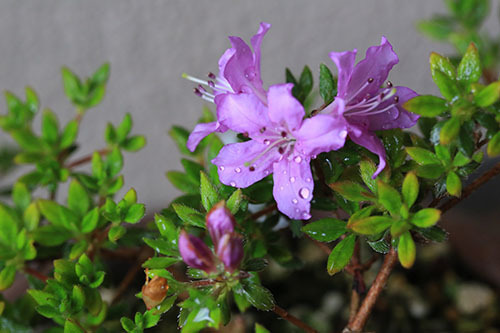 山野草 高山植物 ミヤマキリシマ 霧の宵 苗拍卖