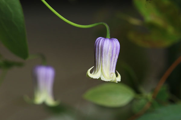 山野草 原種クレマチス ヴィオルナ系 キャリゾエンシス 種子30粒拍卖