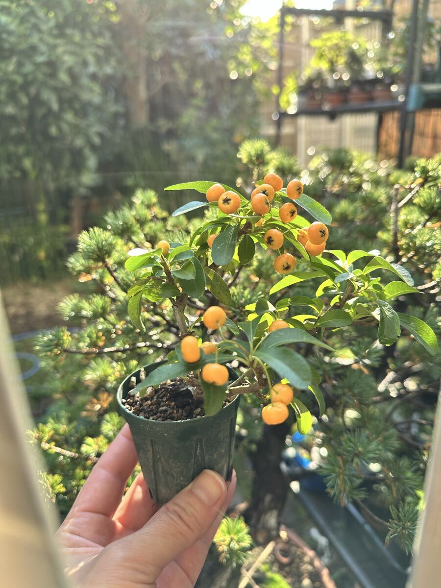 【盆栽好紅玉】ピラカンサ/小品盆栽/豆盆栽/トキワサンザシ/橘もどき/実物盆栽/樹高約10.5㎝拍卖