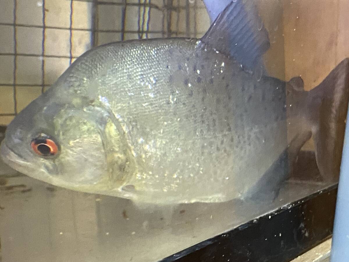 再出品!ブラックピラニア ネグロ川 20㎝±拍卖