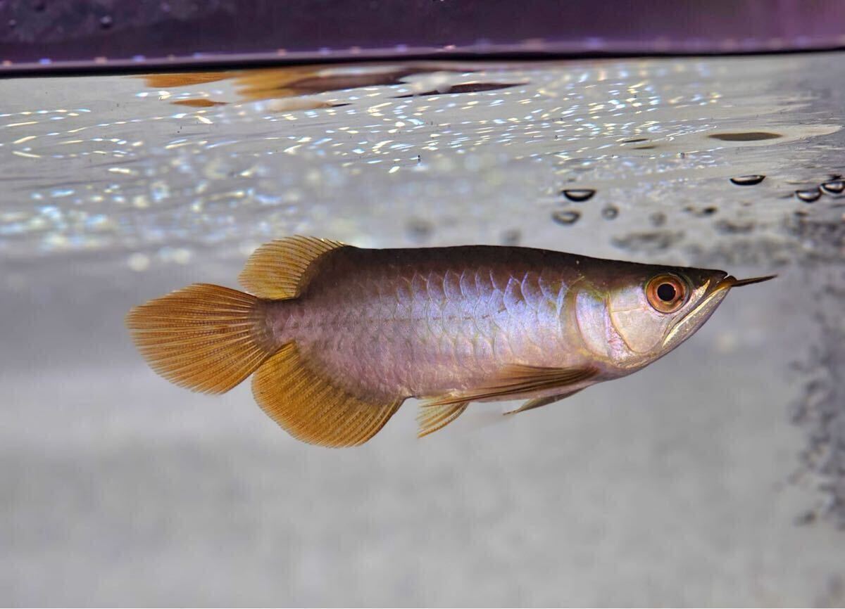 アロワナ EMPERORRED皇帝 紅龍 ウルトラショート拍卖