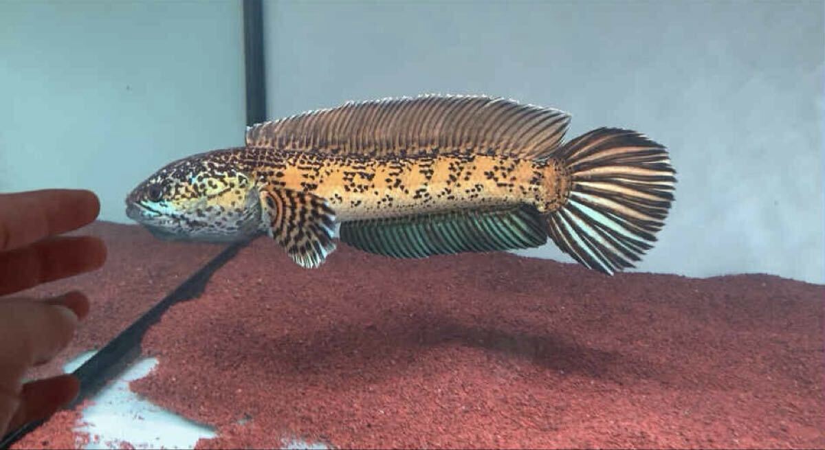 【現物出品マツヨシワールド】ベトナム極上のバイオレットスネークヘッド 31〜31センチ (死着保証有り)拍卖