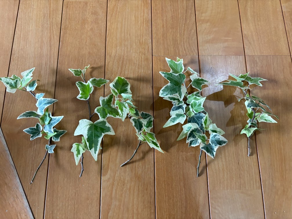 アイビー ヘデラヘリックス・グレーシャー 斑入り へデラ カット5本拍卖