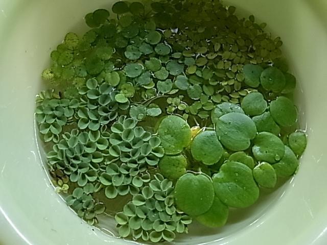 浮き草2~3種類 アマゾンフロッグピット オオサンショウモなど洗面器3杯分拍卖