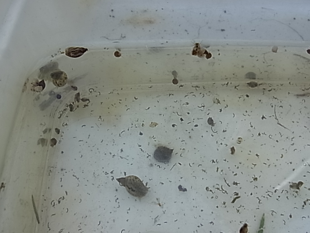 サカマキガイ モノアラガイ 50匹  餌用 小さいサイズ拍卖