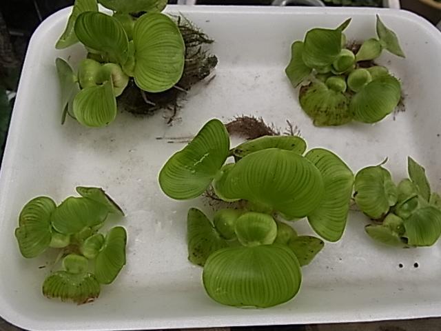 ホテイソウ ホテイアオイ 小さめのサイズ 子株 2株  無農薬  送料無料拍卖