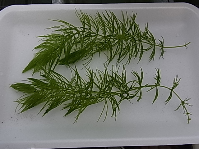 アナカリス5本マツモ 5本 無農薬 長さ10~15cm拍卖