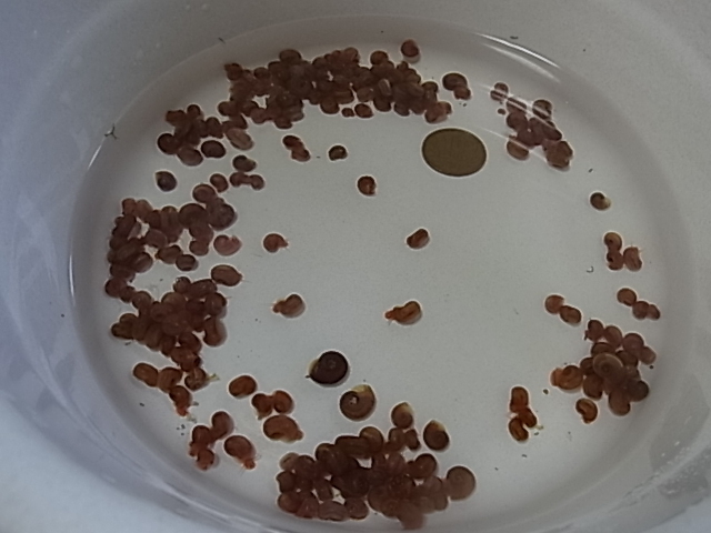 レッドラムズホーン 20匹  5ミリ前後サイズ拍卖