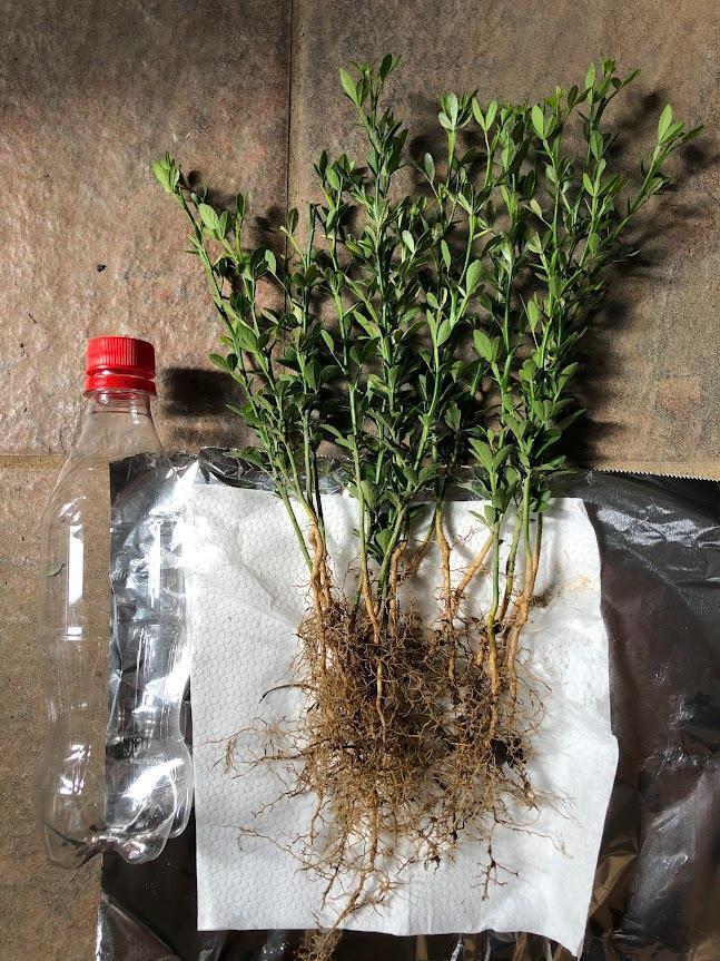 カラタチ苗 5株 15cm前後サイズ ミカンや檸檬などの台木用に拍卖