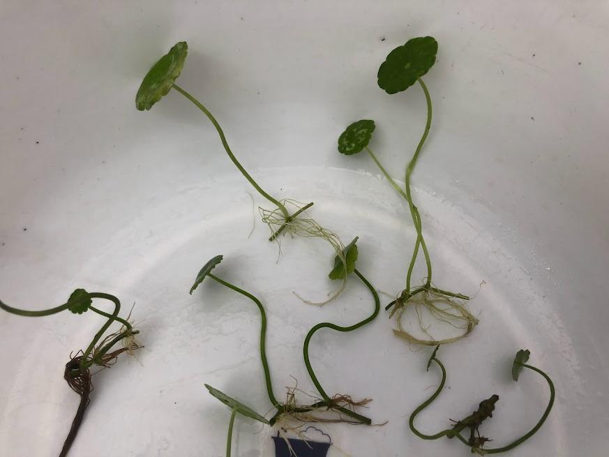 ウォーターマッシュルーム ウォーターコイン 小さいサイズ20株拍卖