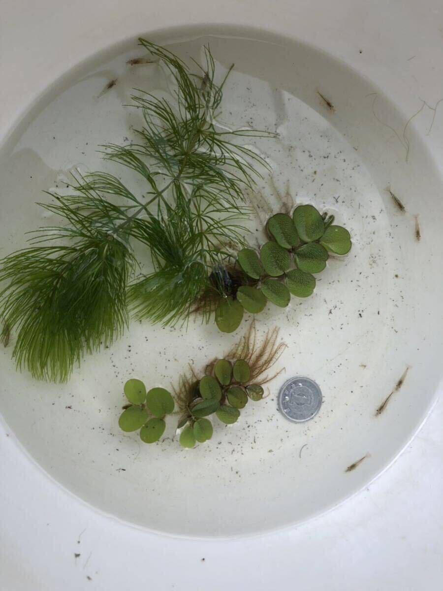 送料無料①ミナミヌマエビ10匹 ②マツモ1本(約10cm) ③浮き草オオサンショウモ のセット 厚さ3cmのダンボール梱包 匿名発送 追跡可能拍卖