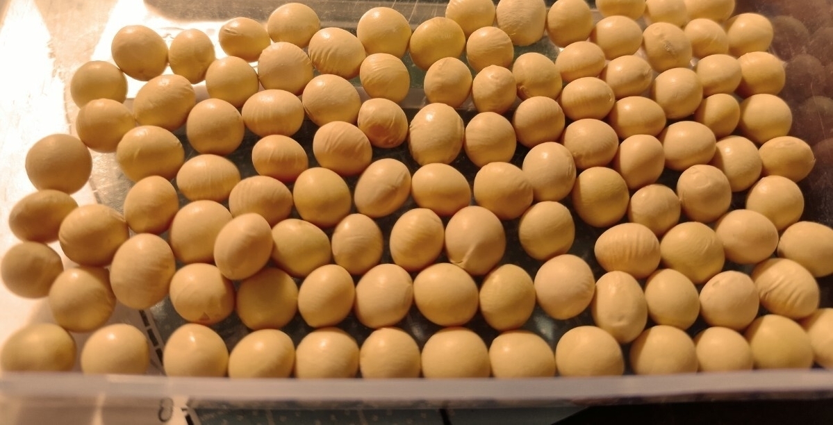 北海道大豆ユキホマレ 未消毒種子 300粒位 枝豆の種 大豆の種 たね②拍卖