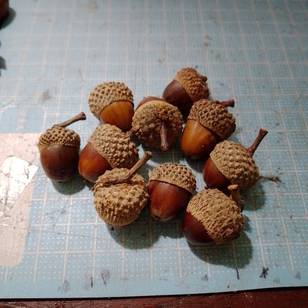 2025年産 北海道産どんぐり ミズナラ 帽子付き 処理済 15個 リースや手芸などにも拍卖