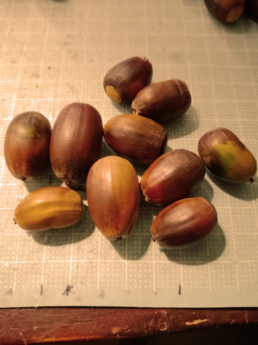 2025年産 北海道産どんぐり ミズナラ 処理済 30個 帽子なし リースや手芸などにも拍卖