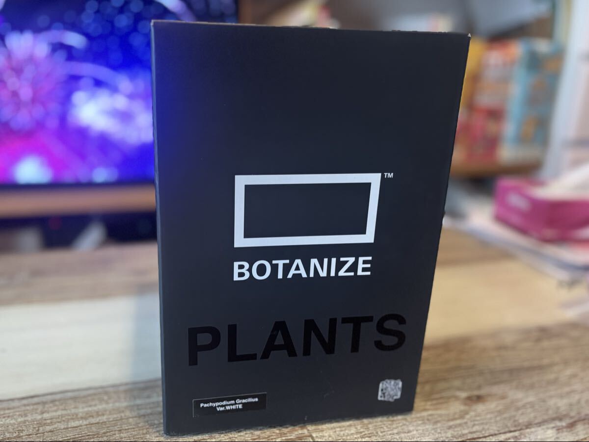 ボタナイズ/botanize VCD PachypodiumGracilius WHITE(メディコムトイ・フィギュア・グラキリス)拍卖