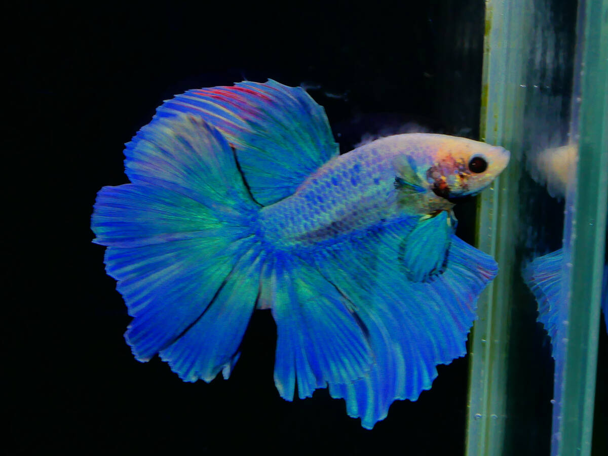 【PoPo Betta】【即決送料無料】ベタ C3 ローズテール グリーンファンシー ♂タイ直輸入 ★説明文改訂★必ずご確認ください拍卖