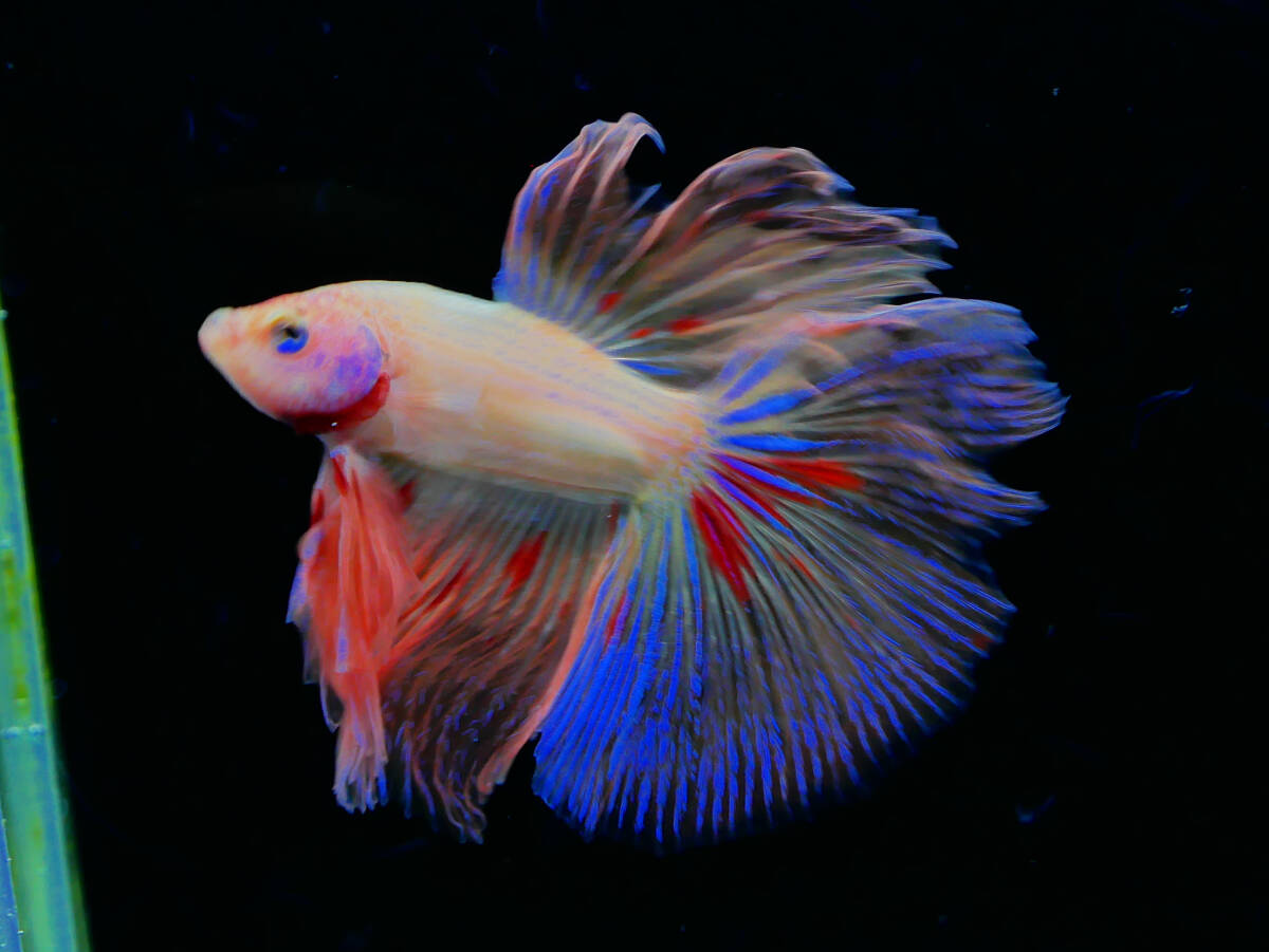 【PoPo Betta】【即決送料無料】ベタ C5 HM ヴァンダ ♂タイ直輸入 ★説明文改訂★必ずご確認ください拍卖