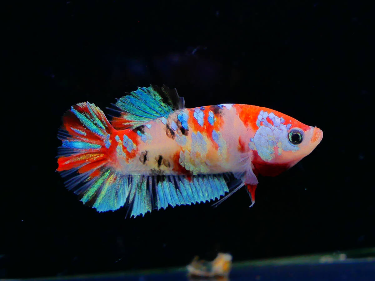 【PoPo Betta】【即決送料無料】ベタ C18 PK 鯉ギャラクシー ♀タイ直輸入 ★説明文改訂★必ずご確認ください拍卖