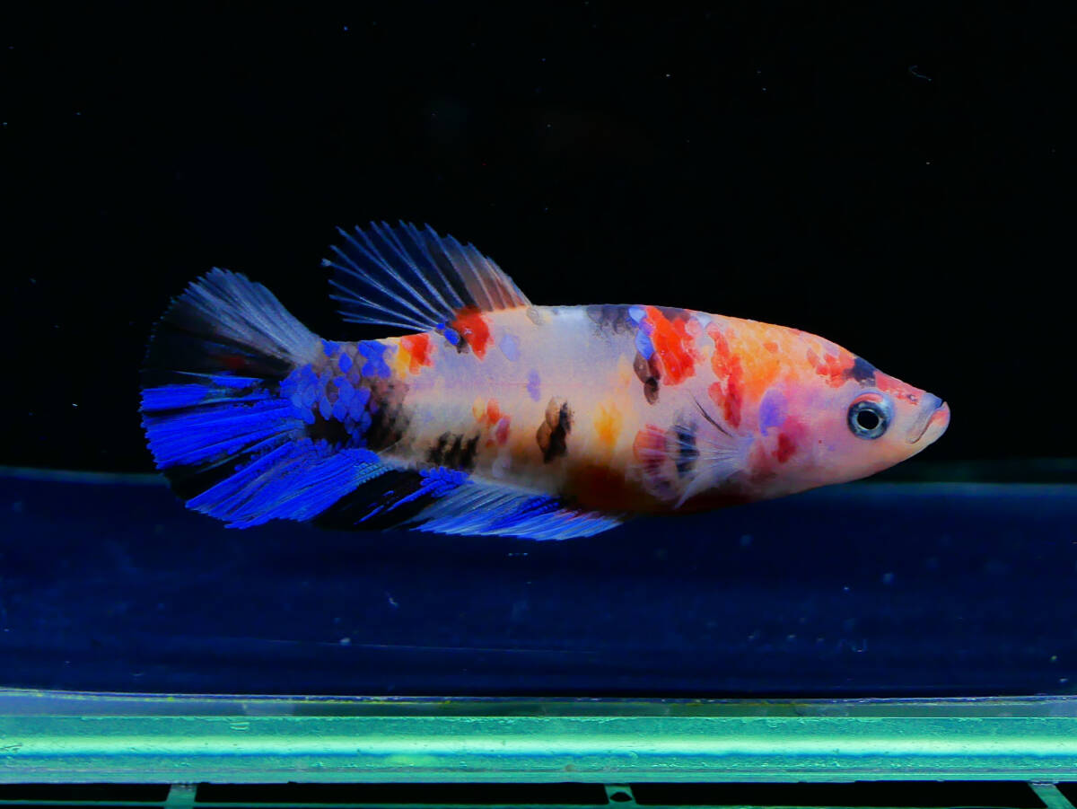 【PoPo Betta】【即決送料無料】ベタ C18 PK マルチカラー ♀タイ直輸入 ★説明文改訂★必ずご確認ください拍卖
