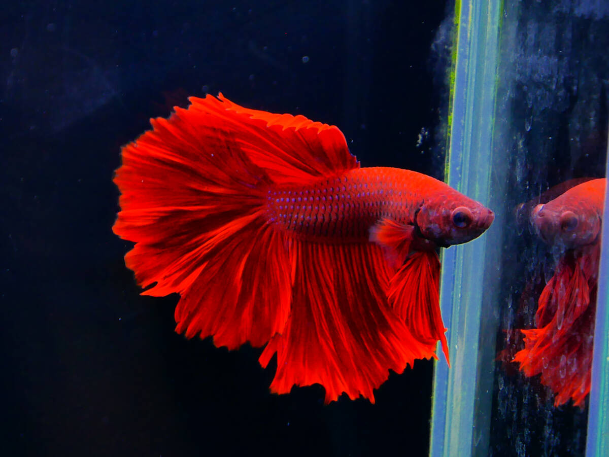 【PoPo Betta】【即決送料無料】ベタ C36 ローズテール スーパーレッド ♂タイ直輸入 ★説明文改訂★必ずご確認ください拍卖