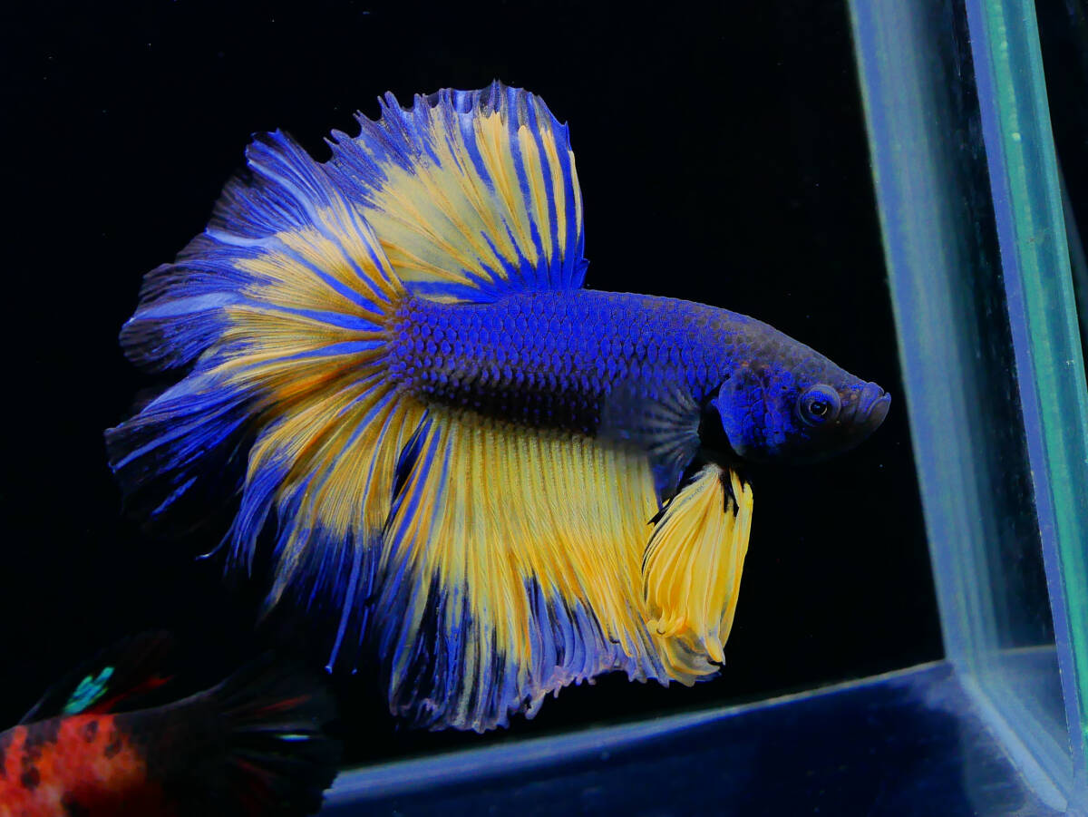 【PoPo Betta】【即決送料無料】ベタ C47 HM マスタードガス ♂タイ直輸入 ★説明文改訂★必ずご確認ください拍卖