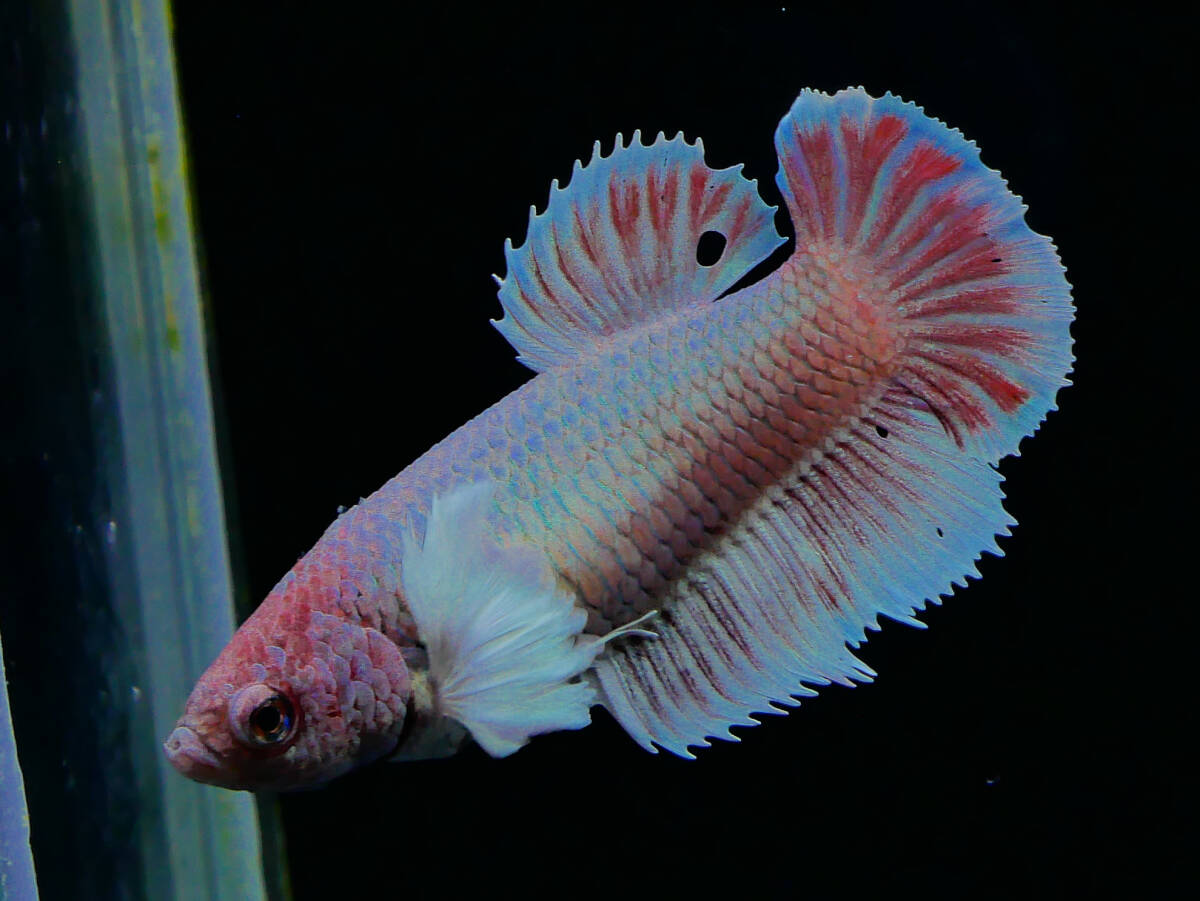 【PoPo Betta】【即決送料無料】ベタ C52 PKダンボ ピンク ♀タイ直輸入 ★説明文改訂★必ずご確認ください拍卖