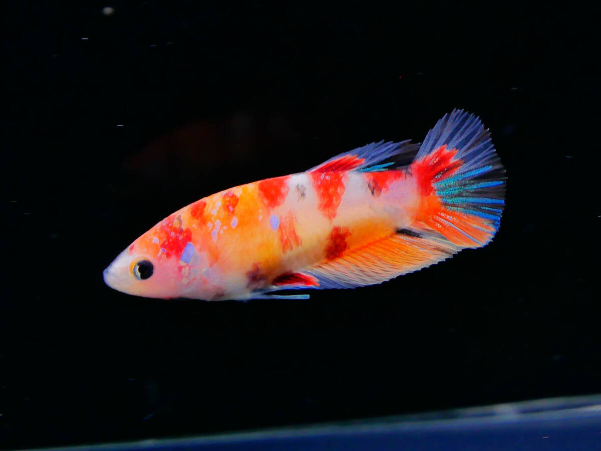 【PoPo Betta】【即決送料無料】ベタ C61 PK ニモ ♀タイ直輸入 ★説明文改訂★必ずご確認ください拍卖