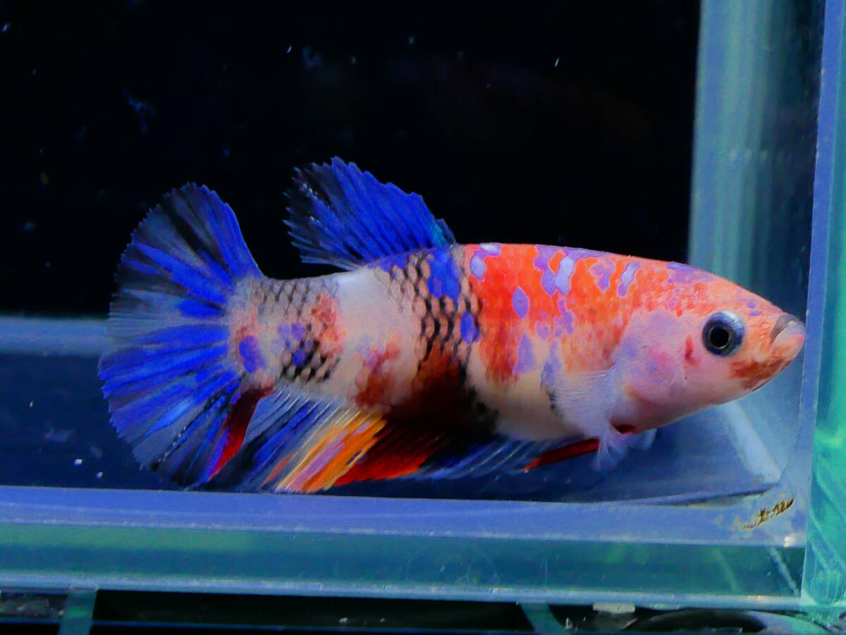 【PoPo Betta】【即決送料無料】ベタ C67 PK 鯉キャンディー ♀タイ直輸入 ★説明文改訂★必ずご確認ください拍卖