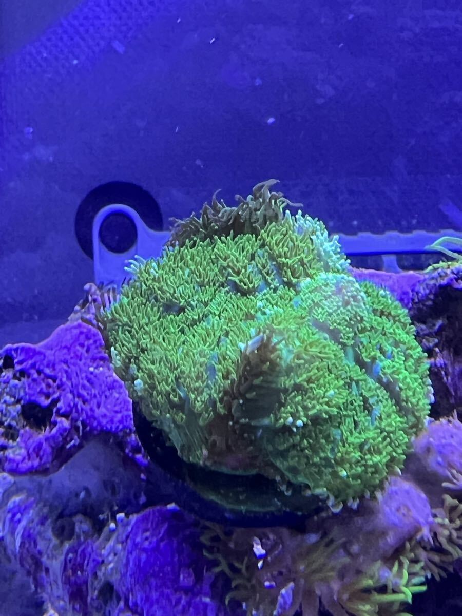 ヘアリーディスク サンゴ スターポリプ マメスナ 蛍光グリーン プラグ拍卖