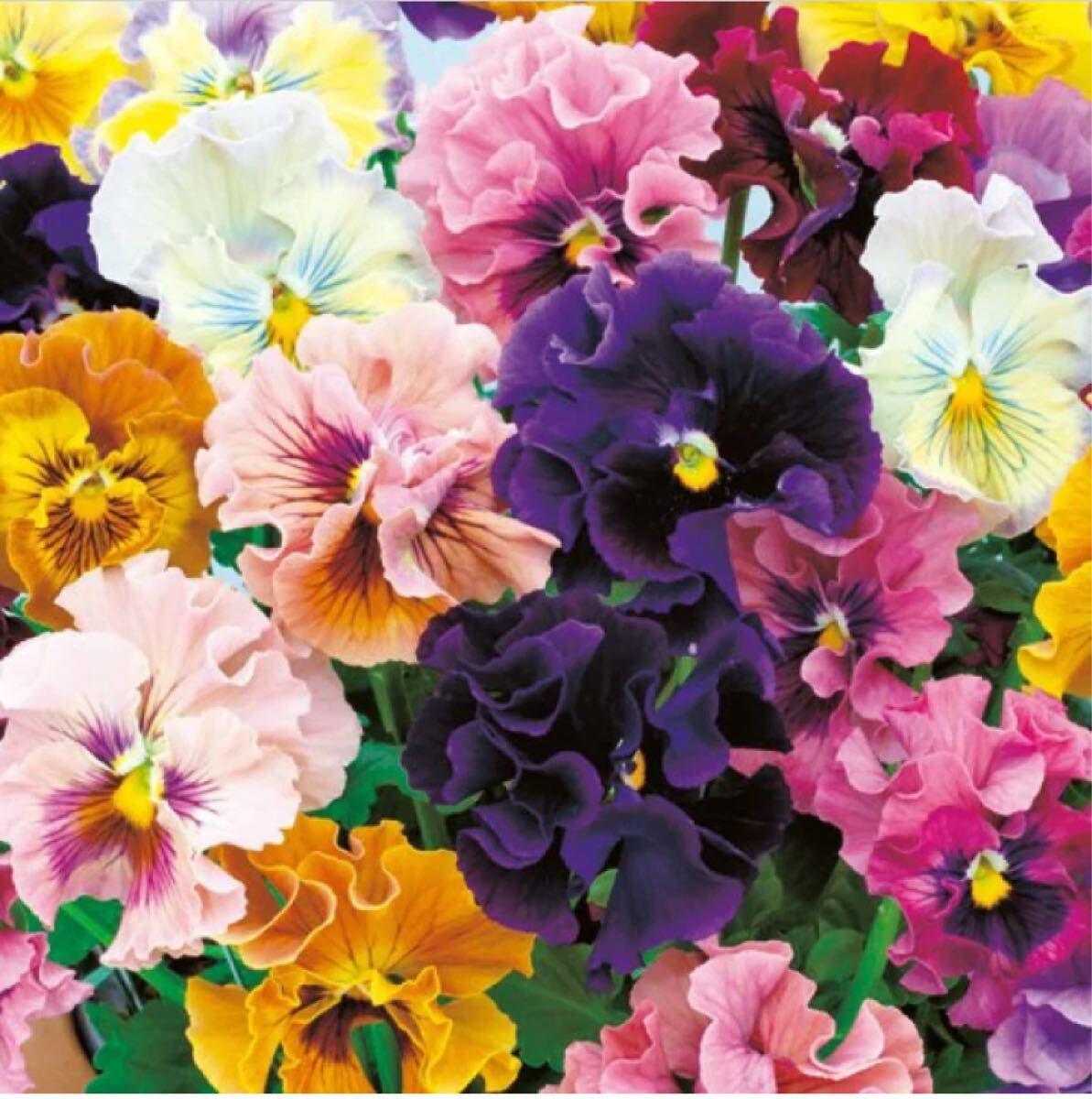 パンジーバレリーナミックス5粒とおまけで2種類の種付き拍卖