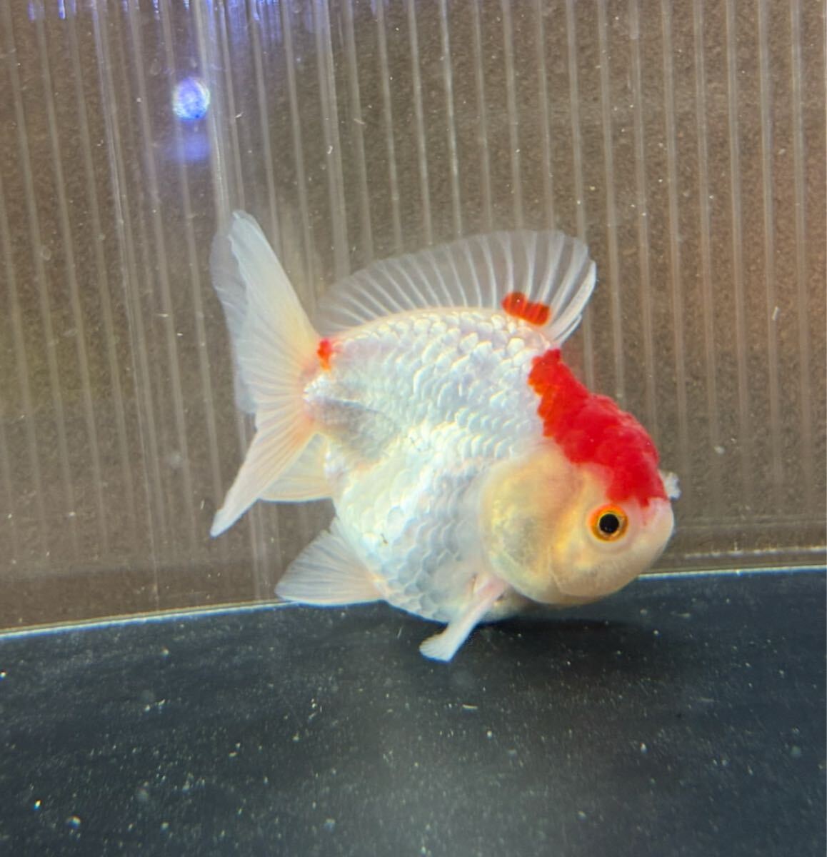 更紗オランダ オランダショートテール かわいい 丹頂柄 オランダ オランダ獅子頭 オランダショート インドネシア産 拍卖